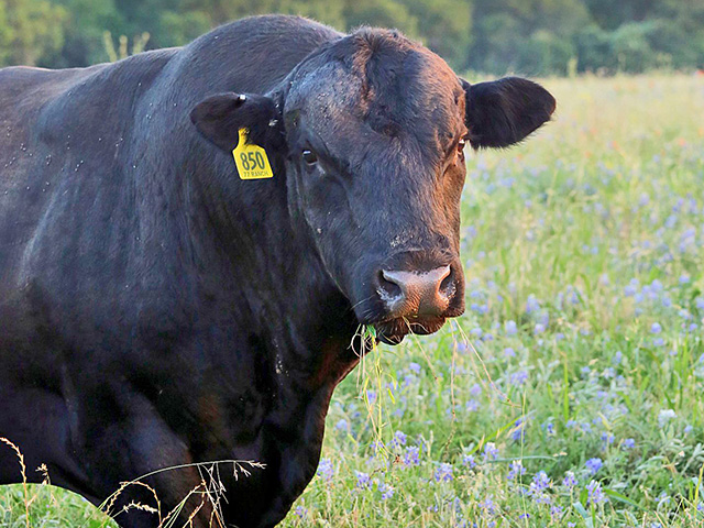 A combination of the right phenotype and EPDs (Expected Progeny Differences) is moving U.S. cattle herds to new levels of productivity.(DTN/Progressive Farmer photo by Karl Wolfshohl)